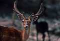 Daino (Dama dama). fallow deer. Monte Limbara, Berchidda, Sardegna, Italia