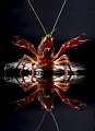 Gambero rosso della Louisiana - Procambarus clarkii. Ecrevisse de Louisiane, Louisiana Crayfish, Red Lobster (Ang)