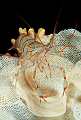 Gambero, crevette, Shrimp, Palaemon serratus, Crustacea, Decapoda on Sertella septentrionalis, Briozoa. Sardegna,  (Sardinia), Italy (Mediterranean sea)<br>Gambero, Palaemon serratus, su briozoi.