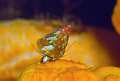 I trochidi sono molluschi dalla caratteristica conchiglia a forma di cono. Nel mediterraneo ne esistono numerose specie. Jujubinus exasperatus