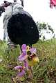 Ophrys tenthredinifera, minaccia.