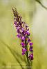 Orchidea, Orchis palustris. N. Sardegna.SS, Italy. Wild Orchid, 