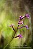 Orchidea (Orchis brancifortii). Oliena, Nuoro, Sardegna, Italia.