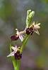 Orchidea (Ophrys morisii). Lago di Baratz, Sassari, Sardegna. Italia.