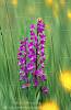 Orchidea. Orchis laxiflora. Campeda. SS. Sardegna. Italia.<br><br>Habitat:  Acquitrini, pascoli umidi. fioritura: aprile-maggio