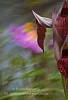 Orchidea. Serapias cordigera. Tongue Orchid; Heart-Flowered Serapias (Serapias à languette).Monte Minerva, Villanova Monteleone, SS, Sardegna. Italia Italy