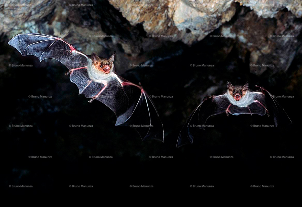 Pipistrelli in volo all'interno di una caverna