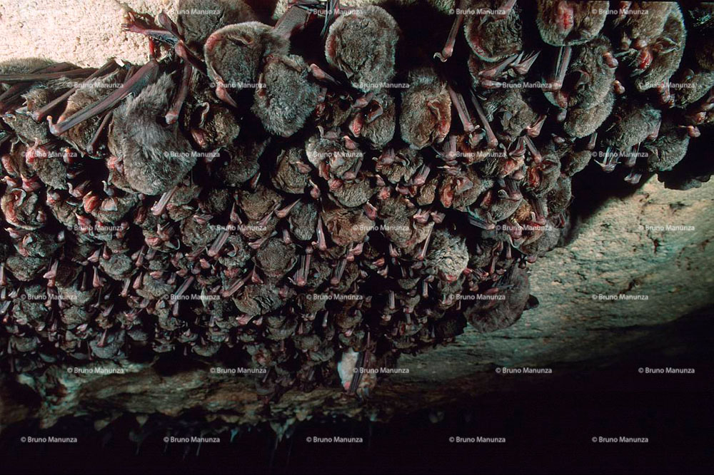 Gruppo di pipistrelli sulla volta di una caverna