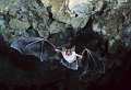 Pipistrelli (Myotis myotis) in volo all'interno di una caverna, Sardegna, Italia.<br><br>Bats flying  (Myotis myotis), Sardinia, Italy