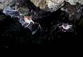 Pipistrelli (Myotis myotis) in volo all'interno di una caverna, Sardegna, Italia. Bats flying  (Myotis myotis), Sardinia, Italy