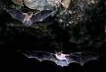 Pipistrelli (Myotis myotis) in volo all'interno di una caverna, Sardegna, Italia.<br>Bats flying  (Myotis myotis), Sardinia, Italy