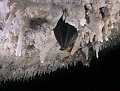 Pipistrello, Rhinolophus hipposiferos,il più piccolo rappresentante europeo del genere; diffuso in grotte, gallerie, ambienti antropizzati dal livello del mare a 1200 m. , Sardegna, Italia.