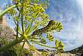 Bruco (larva) di Papilio hospiton, endemismo sardo,<br>Corsican Swallowtail. La Maddalena. Sardegna. Italia