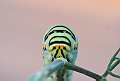 Bruco (larva) di Macaone, Papilio machaon,<br>Swallowtail. Sardegna. Italia