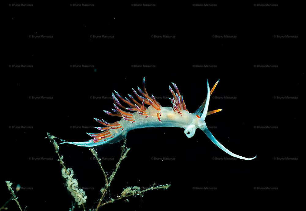 Nudibranco: Hervia costai nudibranch