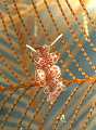 Nudibranch, Doto floridicola, Sardinia, Italy. I doto sono tra i nudibranchi di minori dimensioni, l'esemplare nella foto misura ca 3 mm. Si nutrono di idroidi.