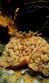 Cyercie graeca è un mollusco privo di conchiglia (opistobranco). Vive su alghe a piccola e media profondità.<br>Opistobranch, Cyercie cristallina, Sardinia, Italy