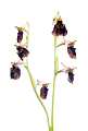 Orchidea (Ophrys chestermanii). Domusnovas (Carbonia Iglesias)