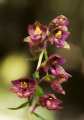 Orchidea (Epipactis helleborine) Monte Arci, OR, Sardegna. Italia.