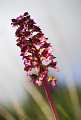 Orchidea /Orchis purpurea) Muros, SS, Sardegna. italy