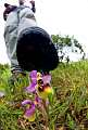Ophrys tenthredinifera, minaccia.