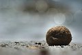 Egagropili, palle di Posidonia (Posidonia oceanica). Is Arutas, Cabras, OR