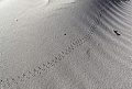 Dune alle spalle della spiaggia La Cinta. San Teodoro. Nuoro, Sardegna. Italia