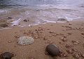 Meduse sulla spiaggia di Porto Ferro. Sassari, Sardegna. Italia. Jellyfishes beached at Porto Ferro. Sardinia. Italy