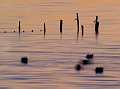 Coots drifting in the sunset. Fulica atra. Cabras, Sardinia, Italy.<br>ramonto sulla laguna di Cabras. <br>Oristano. Sardegna. Italia