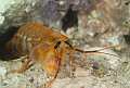 Gambero mantide, Mantis shrimp (Rissoides desmaresti). Mediterraneo. Golfo dell'Asinara. Sardegna. Italia
