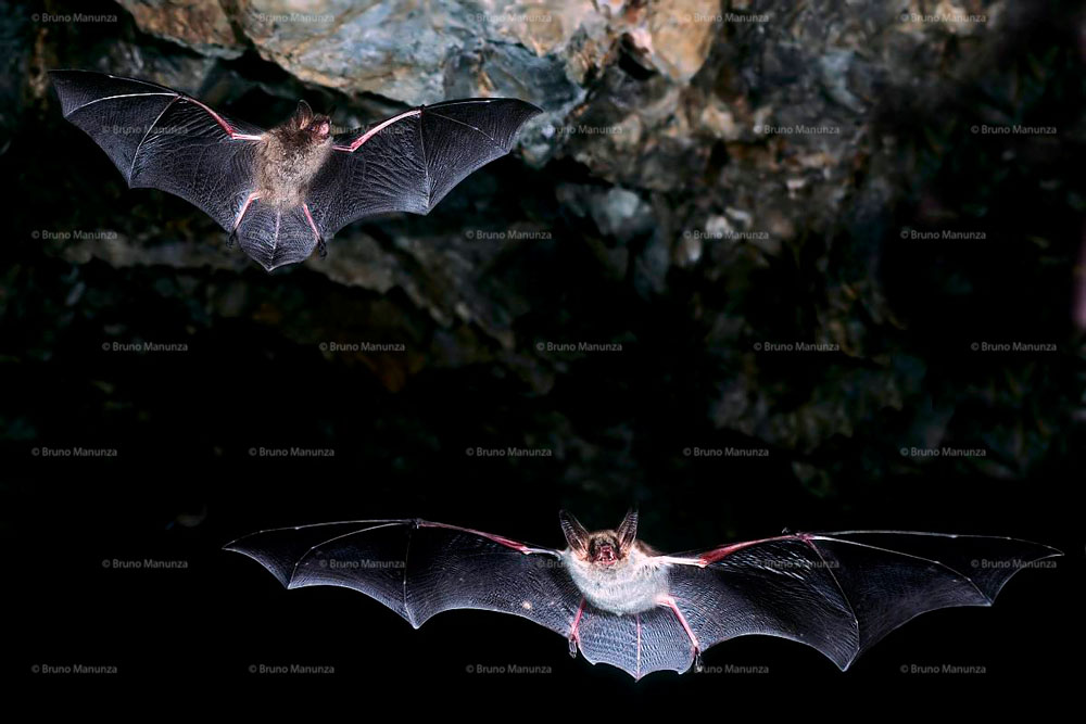 Pipistrelli in volo all'interno di una caverna