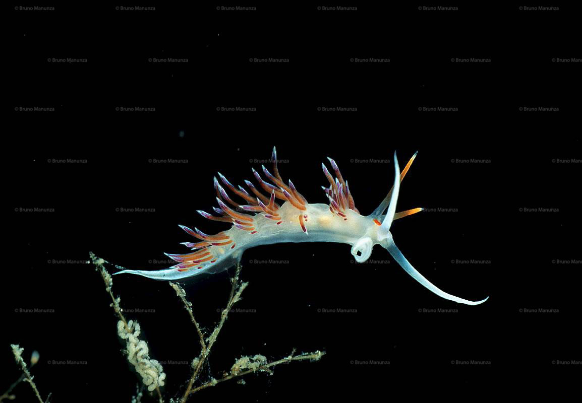 Nudibranco: Hervia costai nudibranch