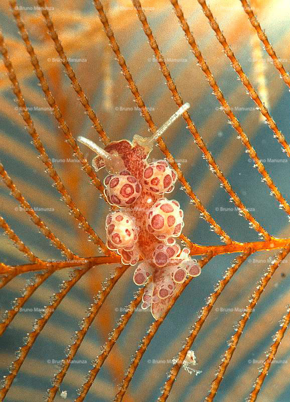 Nudibranco:Doto floridicola nudibranche