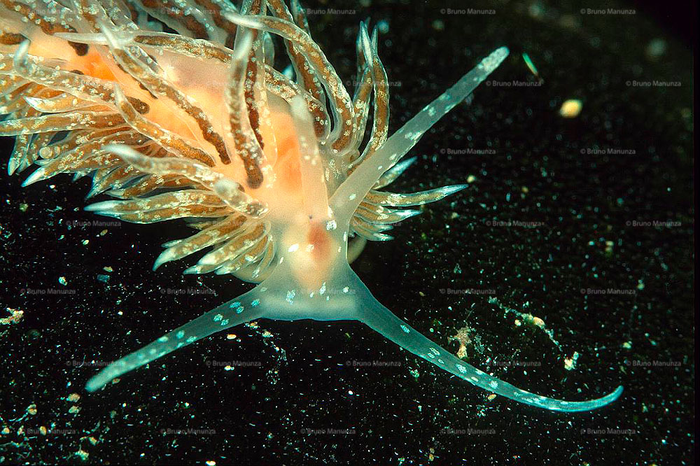 Nudibranchi: Facelina dubia